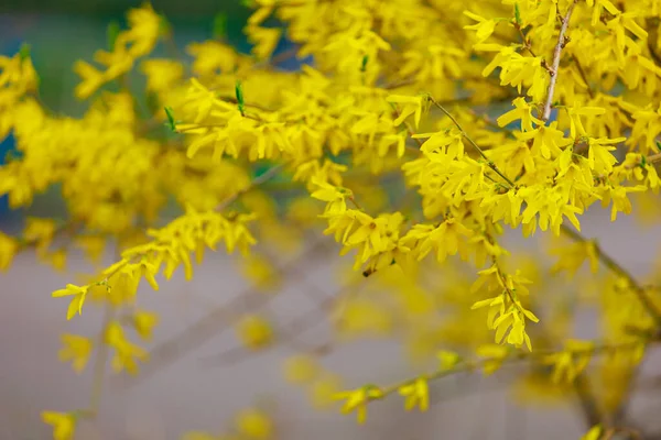 Baharda sarı çiçekli çalı. Seçici odaklanma. Metin veya yazı için kopyalama alanı olan arkaplan