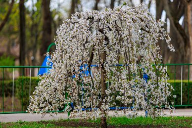Baharda çiçek açan meyve ağaçları. Dallardaki çiçekler. Metin veya harf için bulanık arkaplan ve kopyalama alanı ile seçmeli odak.