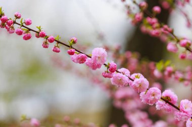 Sakura dalı ya da seçici odaklı ve bulanık arkaplan. Metin için kopyalama alanı olan arkaplan. Bahar ağacı çiçeği kavramı.