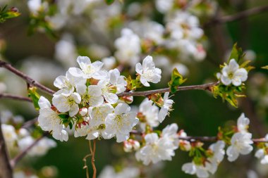 Bahar zamanı çiçek açan meyve ağaçları. Metin veya yazı için kopyalama alanı olan arkaplan