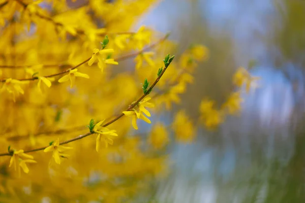 Flor Amarilla Forsythia Arbusto Primavera Enfoque Selectivo Fondo Con Espacio — Foto de Stock