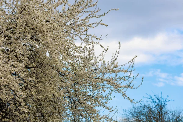 Blommande Fruktträd Våren Blommor Grenar Selektivt Fokus Med Suddig Bakgrund — Stockfoto