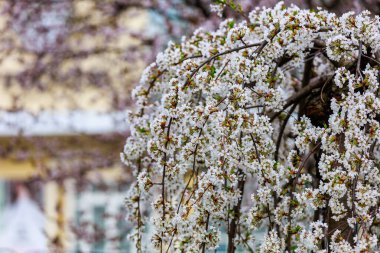 Baharda çiçek açan meyve ağaçları. Dallardaki çiçekler. Metin veya harf için bulanık arkaplan ve kopyalama alanı ile seçmeli odak.