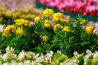 Şehir ortamında kadife çiçekli bir yatak. Seçici odaklı arkaplan ve metin için alanı kopyala