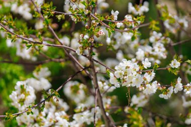 Bahar zamanı çiçek açan meyve ağaçları. Metin veya yazı için kopyalama alanı olan arkaplan