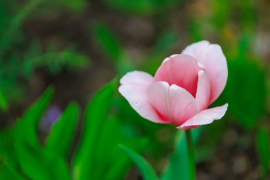 Şehir ortamında bir laleyle çiçeklenmiş. Seçici odaklı arkaplan ve metin için alanı kopyala
