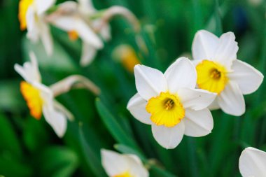 Şehir ortamında nergislerle çiçeklenmiş. Seçici odaklı arkaplan ve metin için alanı kopyala