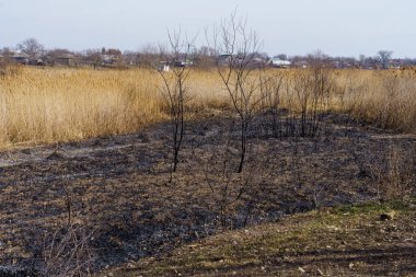 Yanmış sazlıklar. Yangının sonuçları. Kuraklık sırasında doğal yangınlar. Metin için kopyalama alanı olan arkaplan