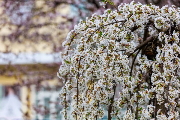 Baharda çiçek açan meyve ağaçları. Dallardaki çiçekler. Metin veya harf için bulanık arkaplan ve kopyalama alanı ile seçmeli odak.