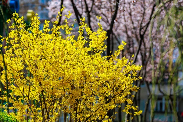 Floração Amarela Forsythia Arbusto Primavera Foco Seletivo Fundo Com Espaço — Fotografia de Stock