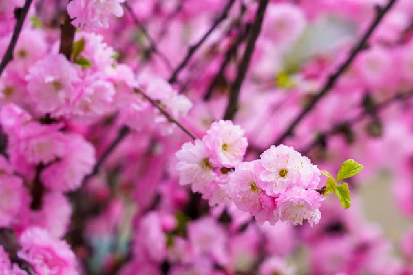 Bulanık arka planda seçici bir odak noktası olan çiçek açan sakura ağacı. Metin için odaklanmış arkaplan kopyalama alanı