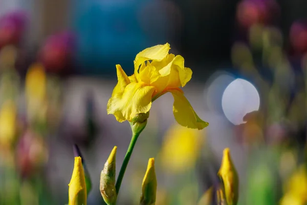 Iris Blommor Med Selektivt Fokus Suddig Bakgrund Rabatt Kopiera Utrymme — Stockfoto