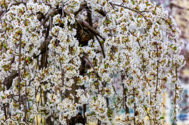 Baharda çiçek açan meyve ağaçları. Dallardaki çiçekler. Metin veya harf için bulanık arkaplan ve kopyalama alanı ile seçmeli odak.
