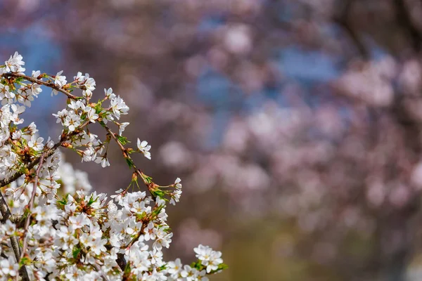 Blommande Fruktträd Våren Blommor Grenar Selektivt Fokus Med Suddig Bakgrund — Stockfoto
