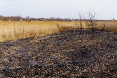 Yanmış sazlıklar. Yangının sonuçları. Kuraklık sırasında doğal yangınlar. Metin için kopyalama alanı olan arkaplan
