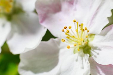 İlkbaharda elma çiçeği. Seçici odaklı meyve ağacı çiçekleri. Metin için kopyalama alanı olan arkaplan