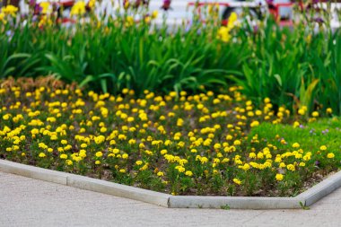 Şehir ortamında kadife çiçekli bir yatak. Seçici odaklı arkaplan ve metin için alanı kopyala