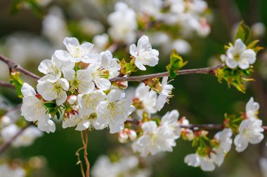 Bahar zamanı çiçek açan meyve ağaçları. Metin veya yazı için kopyalama alanı olan arkaplan