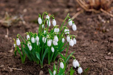Bulanık bir arkaplan üzerine seçici odaklı ilk kar damlası çiçekleri.