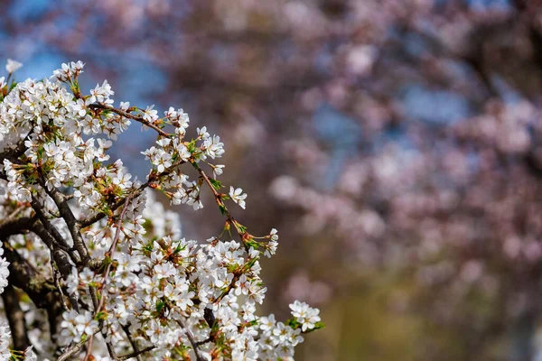 Floraison Arbres Fruitiers Printemps Fleurs Sur Les Branches Mise Point — Photo