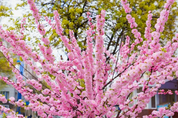 Branches Young Sakura Blossom Tree Selective Focus Blurred Background Backdrop — Fotografia de Stock