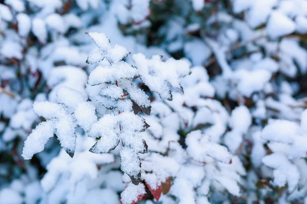 雪は葉で枝を覆う コピースペース付きの季節の冬の背景 — ストック写真