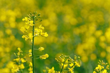 Gözyaşı tohumu seçici odak noktası. Metin veya yazı için kopyalama alanı olan arkaplan