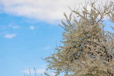 Baharda çiçek açan meyve ağaçları. Dallardaki çiçekler. Metin veya harf için bulanık arkaplan ve kopyalama alanı ile seçmeli odak.