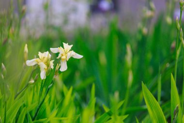 Çiçek tarlasının bulanık arkaplanı üzerine seçici bir odak noktası olan Iris çiçekleri. Uzayı metin için kopyala. Kentsel çevre ve bahçe arazisinin peyzajı ve dekorasyonu