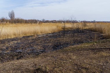 Yanmış sazlıklar. Yangının sonuçları. Kuraklık sırasında doğal yangınlar. Metin için kopyalama alanı olan arkaplan