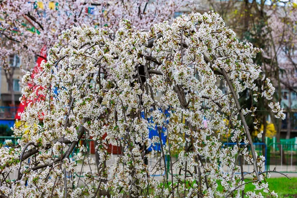 Навесні Цвіте Фруктові Дерева Квіти Гілках Вибірковий Фокус Розмитим Тлом — стокове фото