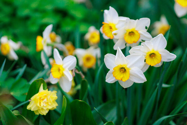 Flowerbed with daffodils in an urban environment. Background with selective focus and copy space for text