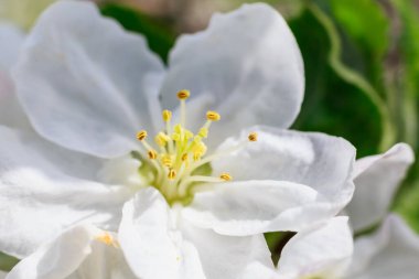 İlkbaharda elma çiçeği. Seçici odaklı meyve ağacı çiçekleri. Metin için kopyalama alanı olan arkaplan