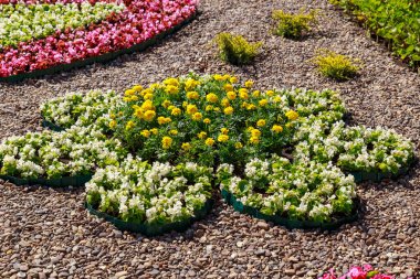 Şehir ortamında dekoratif çiçekçilik yatakları. Seçici odaklı arkaplan ve metin için alanı kopyala