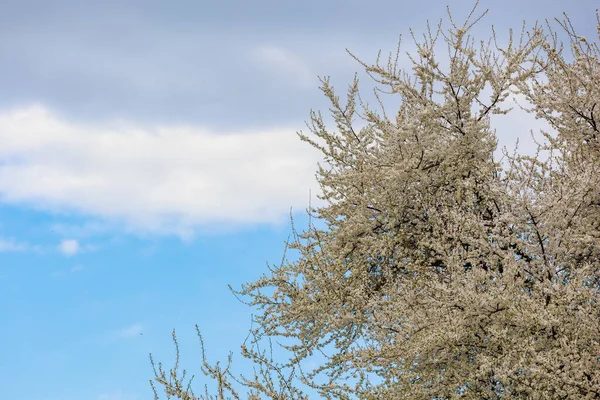 春に果物の木を開花させる 枝に花をつけます テキストやレタリングのためのぼやけた背景とコピースペースと選択フォーカス — ストック写真