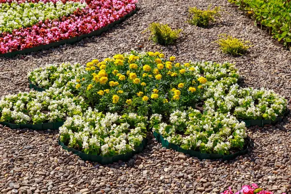 Şehir ortamında dekoratif çiçekçilik yatakları. Seçici odaklı arkaplan ve metin için alanı kopyala