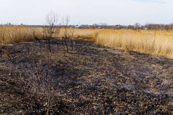 Yanmış sazlıklar. Yangının sonuçları. Kuraklık sırasında doğal yangınlar. Metin için kopyalama alanı olan arkaplan