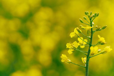 Gözyaşı tohumu seçici odak noktası. Metin veya yazı için kopyalama alanı olan arkaplan