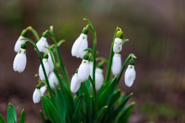 Bulanık bir arkaplan üzerine seçici odaklı ilk kar damlası çiçekleri.