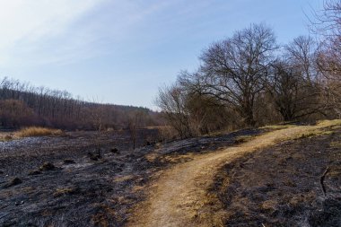 Yanmış sazlıklar. Yangının sonuçları. Kuraklık sırasında doğal yangınlar. Metin için kopyalama alanı olan arkaplan