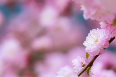 Fotokopi alanı gibi yumuşak, bulanık bir arka plan. Odaklanmamış sakura arkaplanı. Tasarım boş. Metin veya yazı için yer