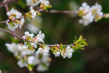 Bahar zamanı çiçek açan meyve ağaçları. Metin veya yazı için kopyalama alanı olan arkaplan