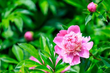 Şehir ortamında narin bir çiçekle çiçeklenmiş. Seçici odaklı arkaplan ve metin için alanı kopyala