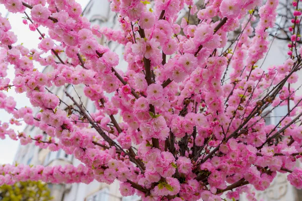 Branches Young Sakura Blossom Tree Selective Focus Blurred Background Backdrop — Fotografia de Stock