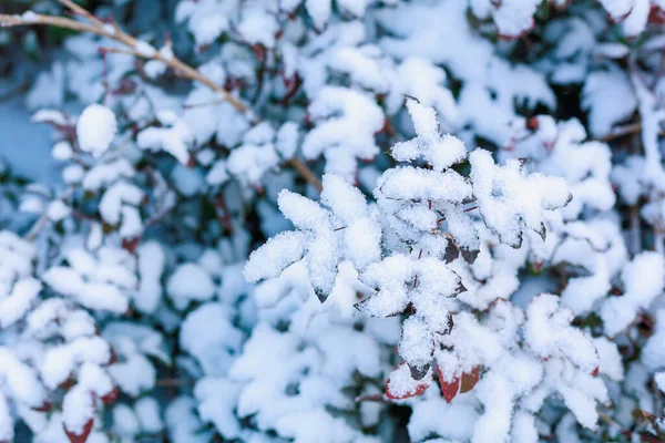 雪は葉で枝を覆う コピースペース付きの季節の冬の背景 — ストック写真