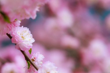 Fotokopi alanı gibi yumuşak, bulanık bir arka plan. Odaklanmamış sakura arkaplanı. Tasarım boş. Metin veya yazı için yer