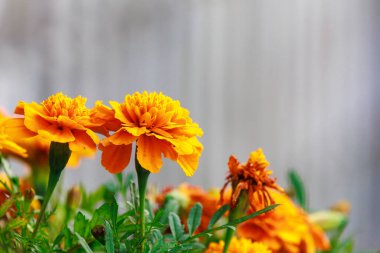 Şehir ortamında kadife çiçekli bir yatak. Seçici odaklı arkaplan ve metin için alanı kopyala