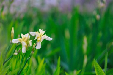 Çiçek tarlasının bulanık arkaplanı üzerine seçici bir odak noktası olan Iris çiçekleri. Uzayı metin için kopyala. Kentsel çevre ve bahçe arazisinin peyzajı ve dekorasyonu