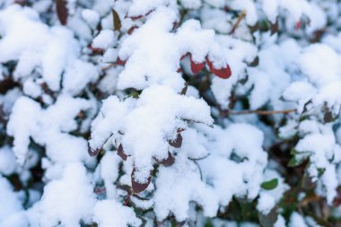 Kar dalları yapraklarla kaplar. Kopya alanı olan mevsimsel kış arkaplanı