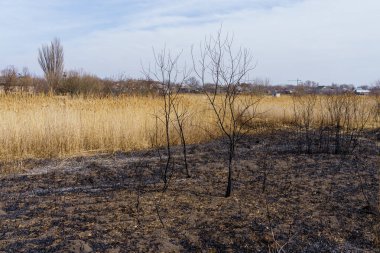 Yanmış sazlıklar. Yangının sonuçları. Kuraklık sırasında doğal yangınlar. Metin için kopyalama alanı olan arkaplan